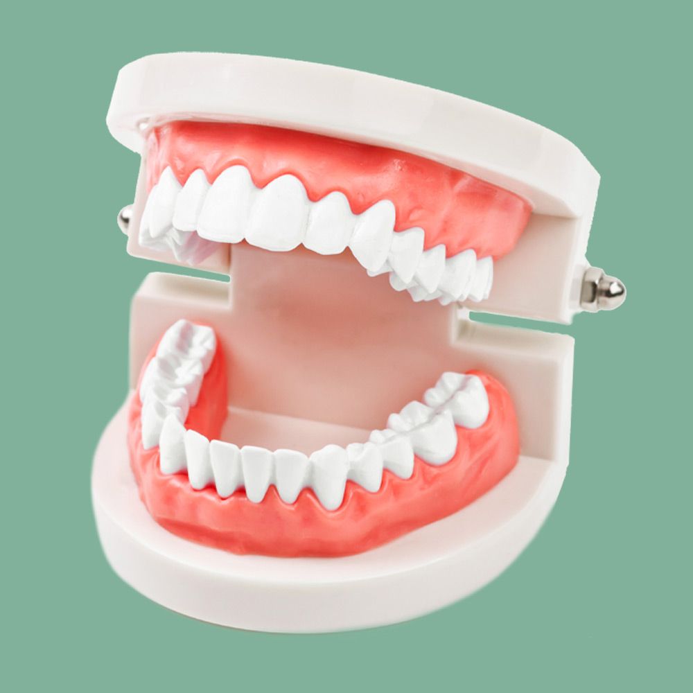 Model of teeth